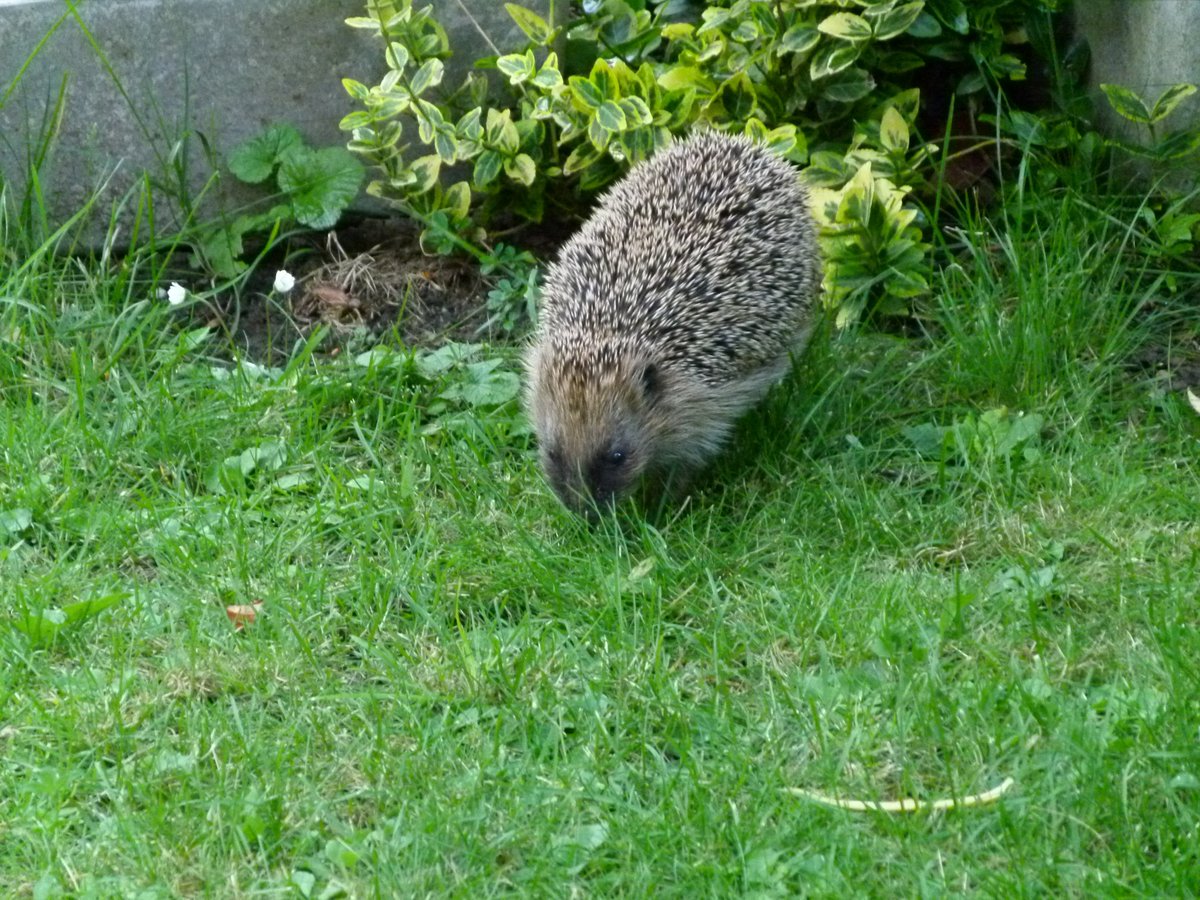 mein neuer Freund im Garten .. Frist auch Katzenfutter, darum ist er etwas mollig! 🐾