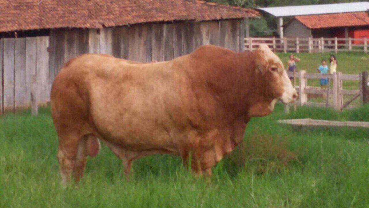 gugabianco's tweet photo. Touro Nino, um Simbrasil Mocho indo pra coleta! #simbrasil #simbrasilgugabianco #geneticabovina https://t.co/553XGZ1GnE