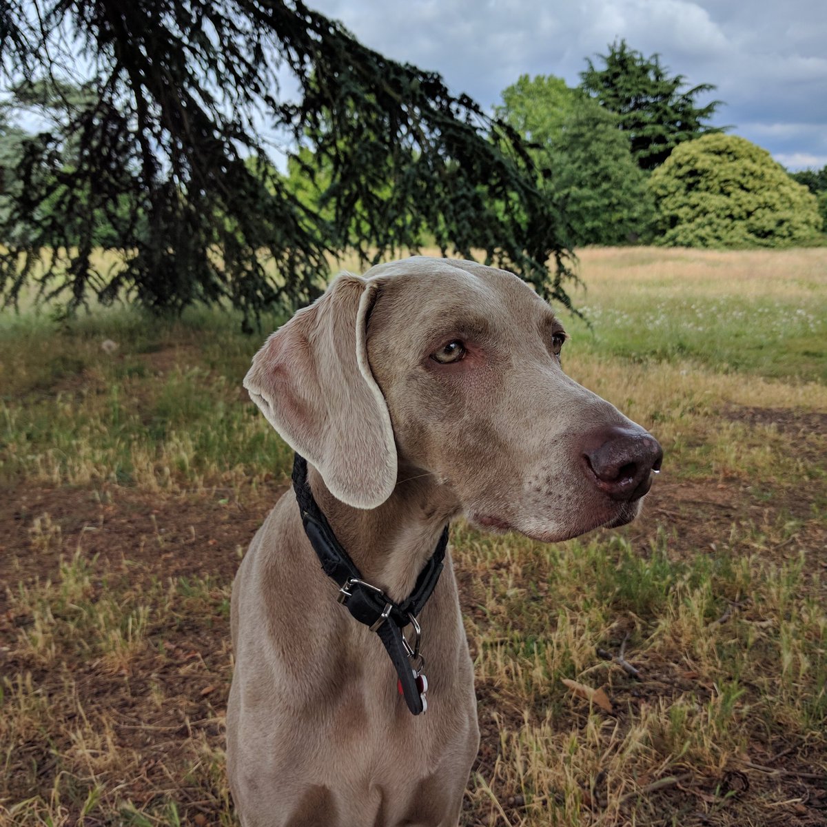 dingdogslondon's tweet photo. The beautiful Kaia doin' a think #doggoponder #dogs #dogwalks https://t.co/dOo9iZesE5