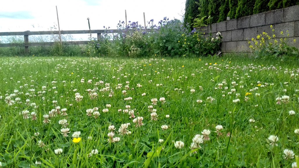 BOMaoileoin's tweet photo. It mightn't be a meadow but my wildflower corner and clover lawn was quite the busy spot today with bees and hoverflies #littleactions https://t.co/tlcSlC6oPs