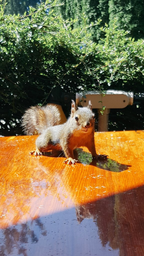 dandooper's tweet photo. Up close and personal #squirls https://t.co/DJPCJR7gN1