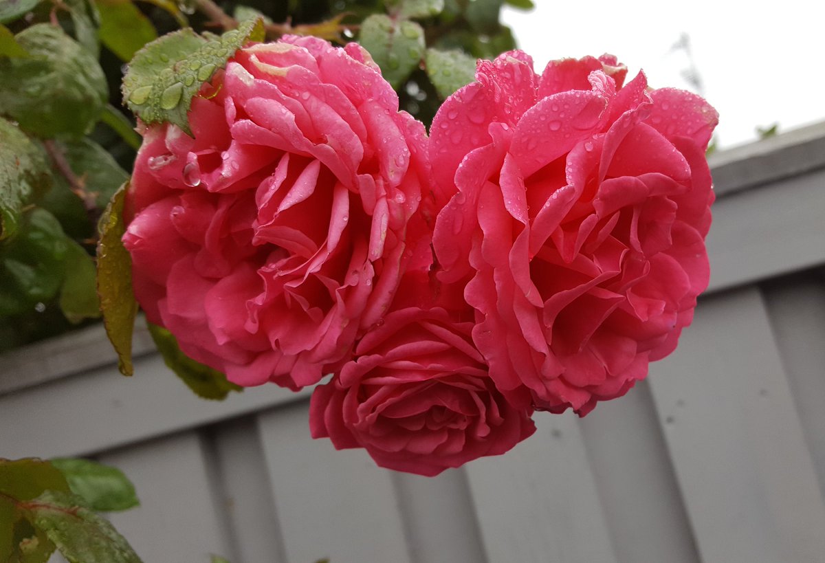 inkdragonstudio's tweet photo. Takes a walk... see roses... Im just such a romantic at heart!
#Romantic #Heart #Love #Roses https://t.co/A5fq96fYQw