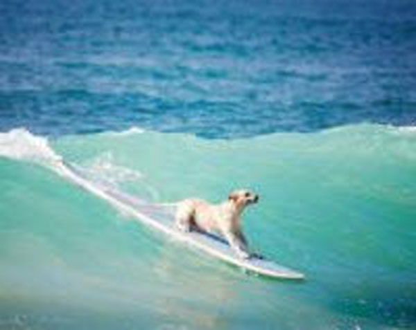 keeperlabrador's tweet photo. @Adjuh On a surfboard is okay? https://t.co/haoWPte8KX