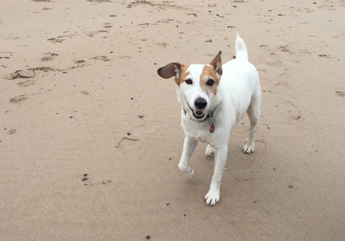 TommyDoggyLtd's tweet photo. Hey hey! A grey day means more space on the beach for me to run and do some great recall training #HappyFriday #happydog https://t.co/27eKPEd7qp