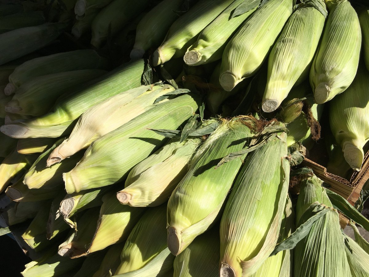 StadiumTWay's tweet image. Summer corn is here!