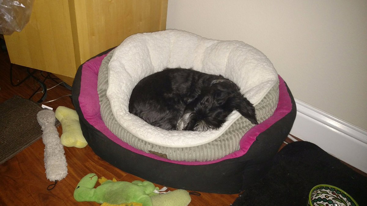 CaliSchnauzin's tweet photo. Enjoying my birthday present #SchnauzerLife #bedception https://t.co/eDmejzNMca