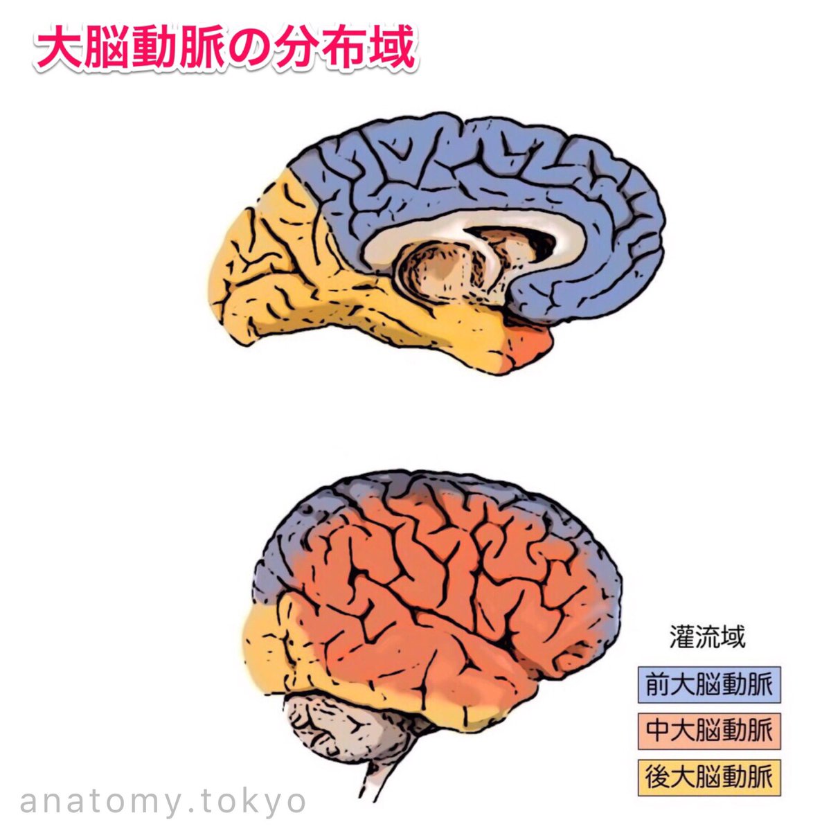 中大脳動脈 (ちゅうだいのうどうみゃく) JapaneseEnglish Dictionary JapaneseClass.jp