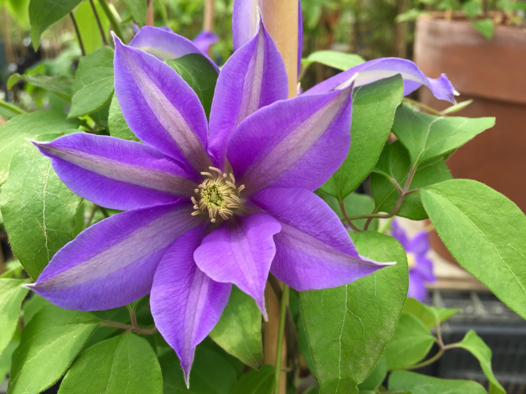 もも V Twitter おはようございます 7 1誕生花 クレマチス 花言葉 創意工夫 別名テッセン 初夏の花 クレマチスはツル性植物の女王とも呼ばれます ツルは鉄で出来ているかのように強いことからテッセンとも テッセンは中国原産の物を呼びます そして日本