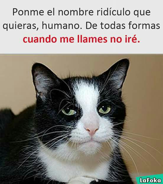 misseries2's tweet image. 🐱🐱🐱