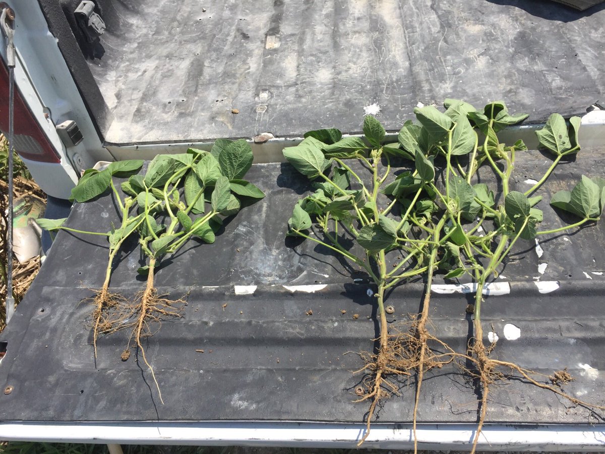 rmhuelsmann's tweet photo. Another satisfied customer in Bowling Green IN. Right: Bugs/Biovate. Left: Untreated. #biologicals #SoilHealth #ConceptAg #grow17 https://t.co/fvs7UvYuyM