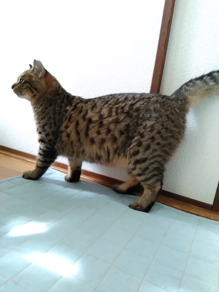 Aさん 里親募集中 No Twitter かすみ足短いんちゃうねん 多分マンチカンやねん 生野区多頭崩壊 かすみちゃん でぶにゃん 短足 似非マンチカン キジトラ 人慣れ修行停滞中