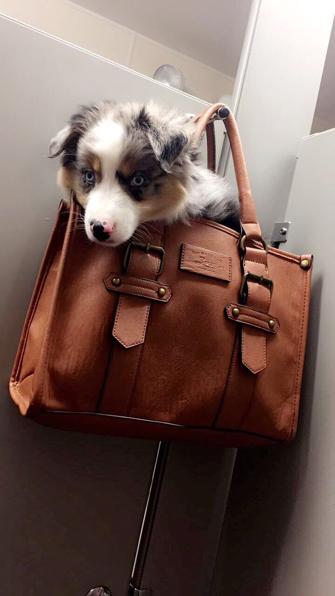 Ksyoches13's tweet photo. Have to pee. Can't leave dog in car alone.😂😍🐶🐾 #JD4KT #MLBTour #RemiRoadtrips #AustralianShepherd #PuppyLove https://t.co/fbqM2KdFcm