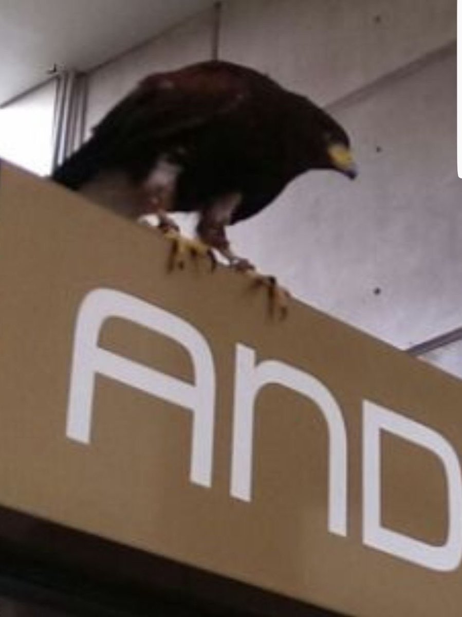 CDMXMetro's tweet photo. Los mexicas salieron de Aztlán en busca de la "señal" y así la hallaron, un águila postrada sobre Nopalera en el metro inundado. 🙌🏼🙌🏼🙌🏼 https://t.co/Jxa2gV2xMP
