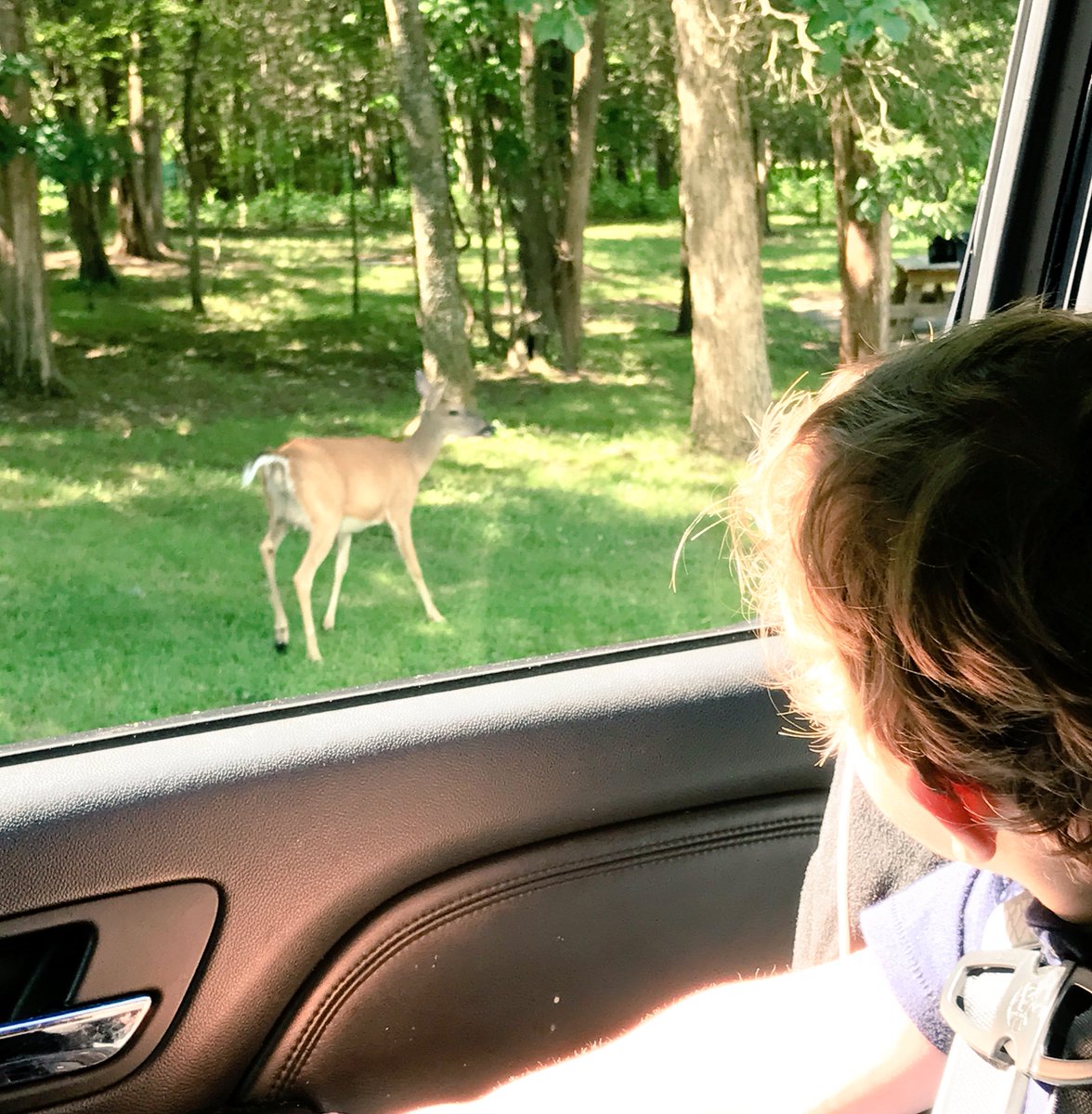 chadchapin's tweet photo. Oh hi! #deer #bledsoecreekstatepark https://t.co/iB0oqYmgcJ