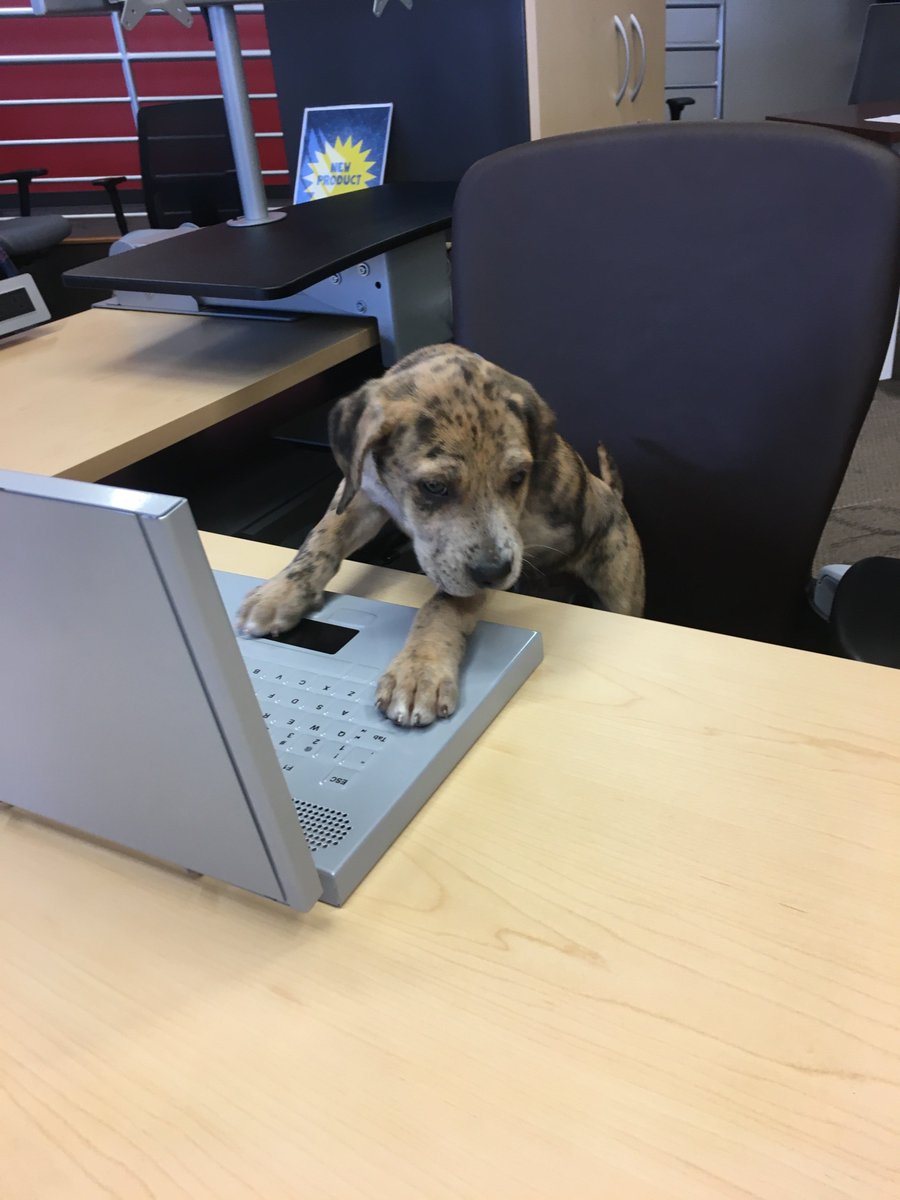 Dogs are the best models! #HONSpotted MT <a href="/allmakes/">All Makes</a>: Gunner is loving his new <a href="/honcompany/">The HON Company</a> setup #dogfriendlyworkplace