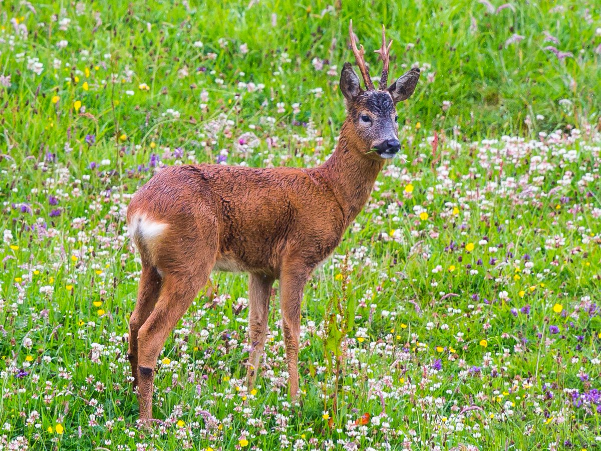 ROE DEER - BUCK in a pretty meadow at Monreith <a href="/WildSeasonsDG/">WildSeasonsDG</a>