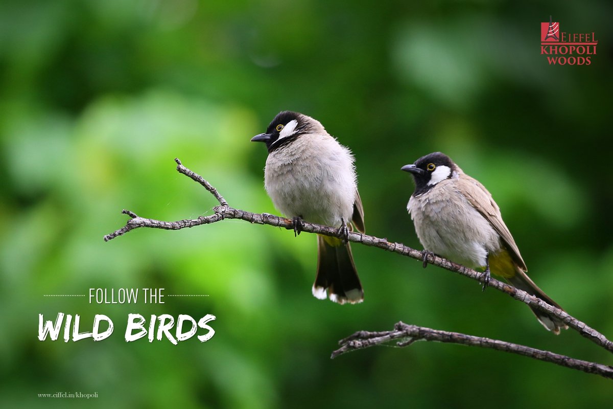 EiffelDeveloprs's tweet image. Explore several species of wildlife present at Khopoli at #EiffelKhopoliWoods. Only an hour from Navi Mumbai.
#Nature #Explore #Discover