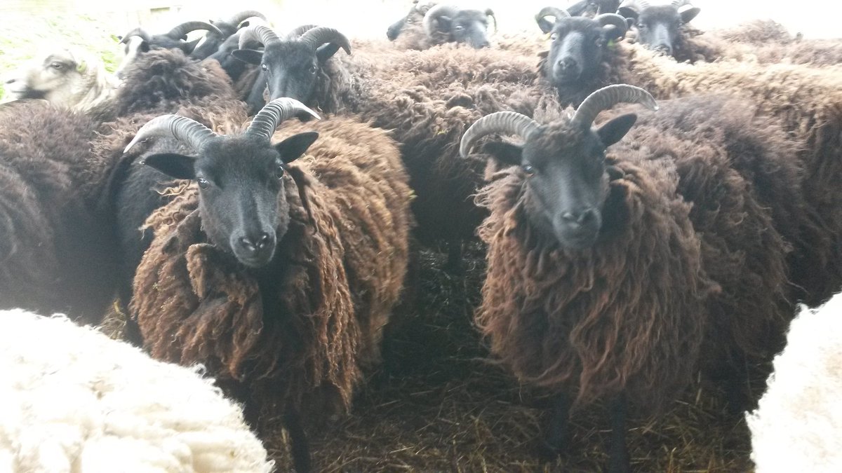 Got the hoggs shorn - a good job done. These fleeces go to make the beautiful soft yarn that we sell from <a href="/croft_29/">Croft29</a> More pics to follow