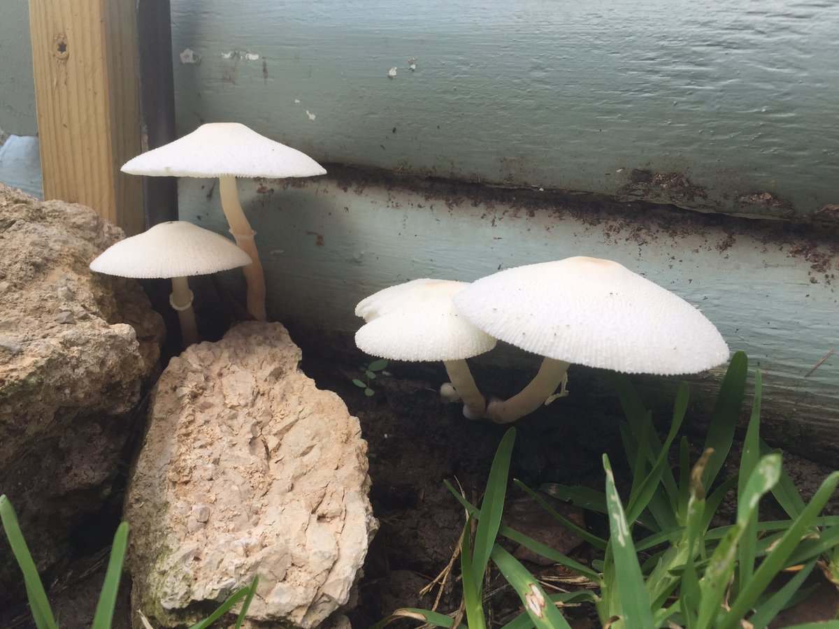 SenzuBeanAddict's tweet photo. Only @SenzuBeanAddict aka Fern (Nando) would have Mushrooms 🍄😂😂💚 Life just got LIT for him... #nando4ever https://t.co/uTYs6PwgFy