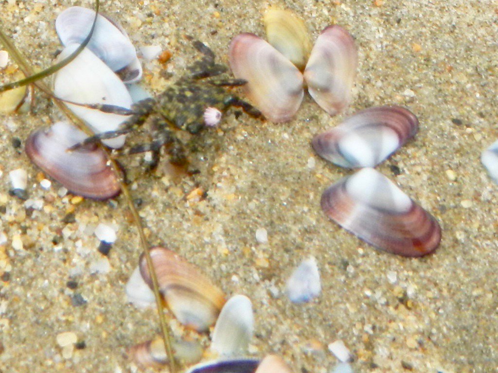 TMESQ's tweet photo. #TGIF #ManhattanBeach at water's edge today - #tinycrab plus less than a (sand) dollar... - @mb90266 @manhattanbeach @ManhattanBeachD https://t.co/ZBKtmDyJns