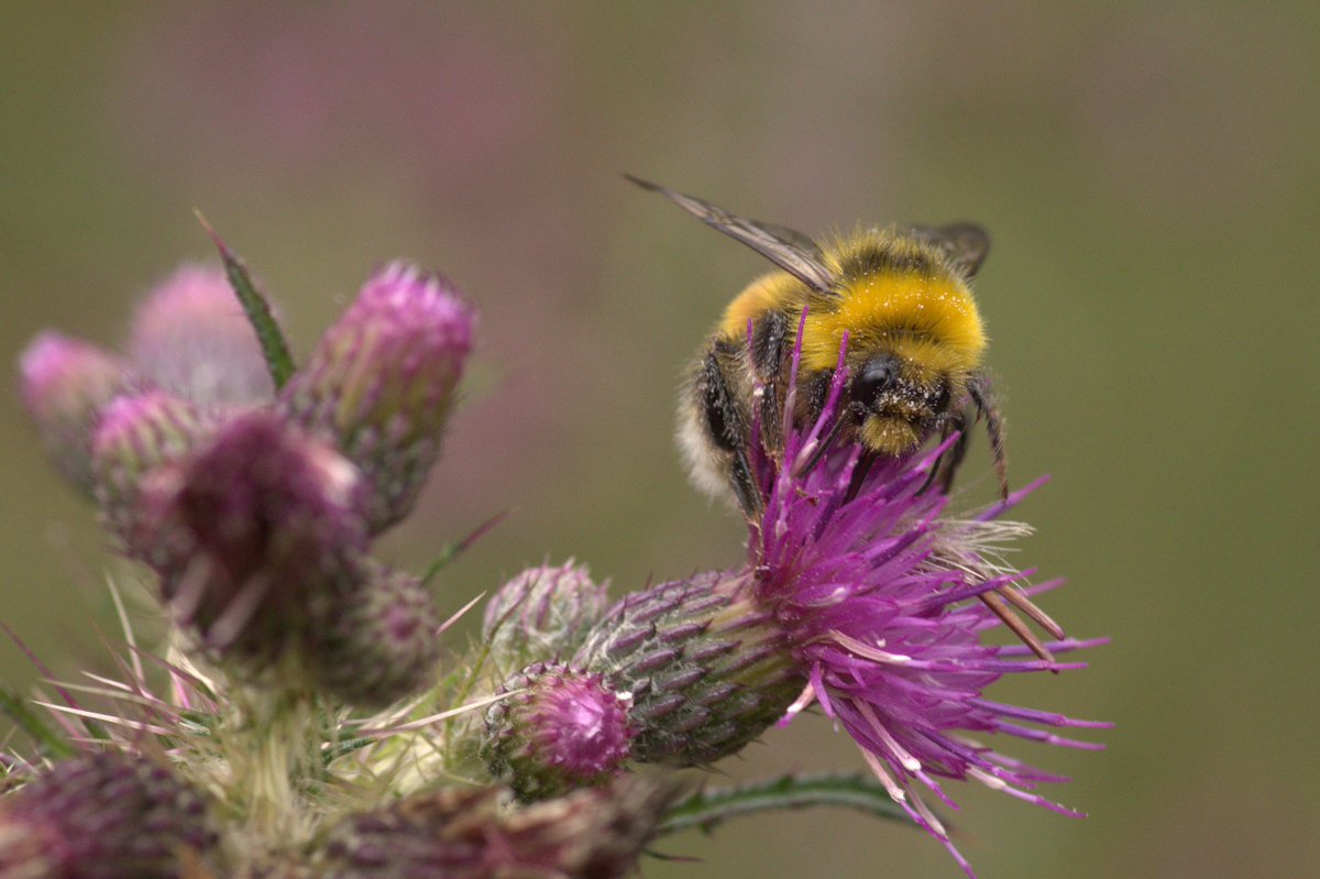MynameIsSpeds's tweet photo. I must say I do like my photo of this Bumble Bee in Lower Woods #southgloucestershire #Wickwar #HawkesburyCommon #InglestoneCommon https://t.co/JZLjUY4wjb