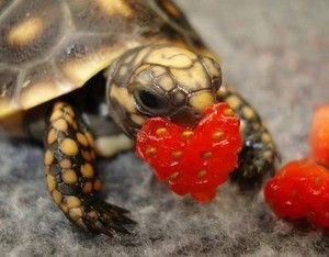 toni_ortiz25's tweet photo. #TurtlesForKay I love you so much, @kalinsawdo ππ’ https://t.co/ZZzTvKfGEq