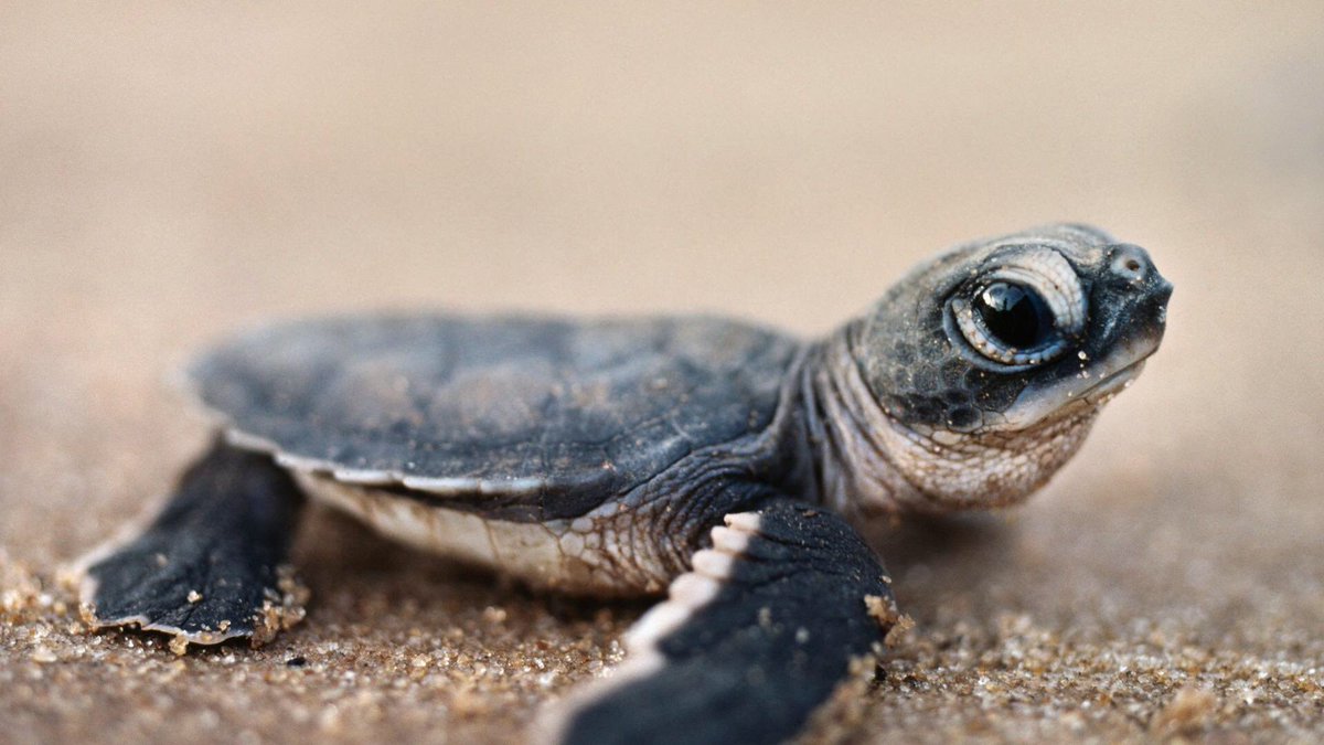 toni_ortiz25's tweet photo. #TurtlesForKay I love you so much, @kalinsawdo ππ’ https://t.co/ZZzTvKfGEq