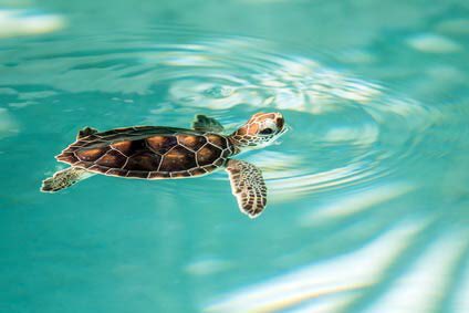 LoudenAbi's tweet photo. #TurtlesforKay https://t.co/s769Hdmlig