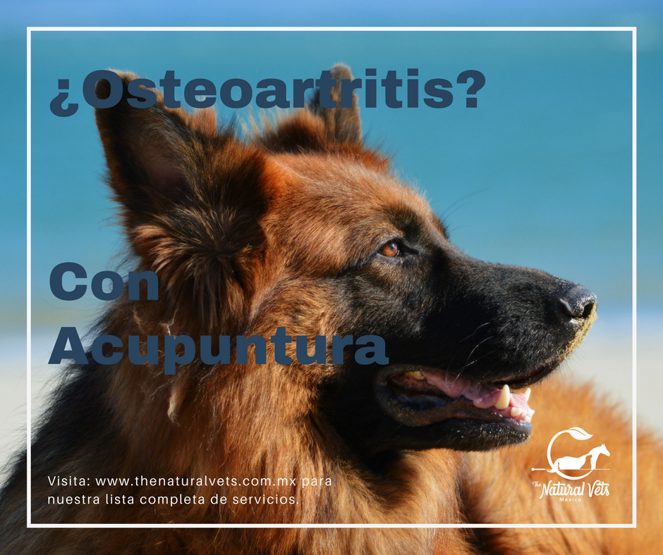 The Natural Vets (@thenaturalvets) on Twitter photo 