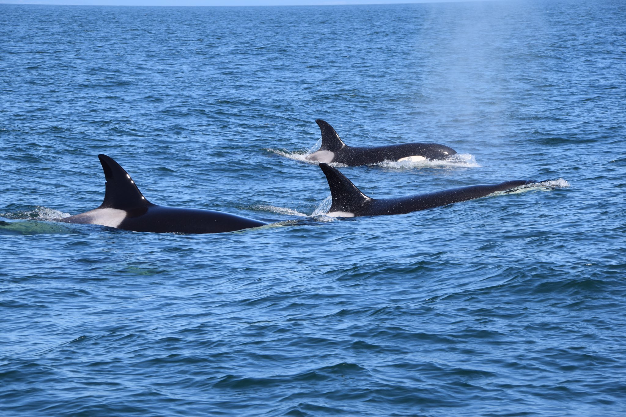 Jimmer Fredette on X: Whale watching in Seattle today. @whitneyfredette  finally saw her orcas in the wild!  / X