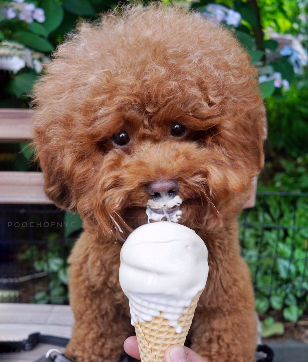 The Bob Ross of Dogs tweet media