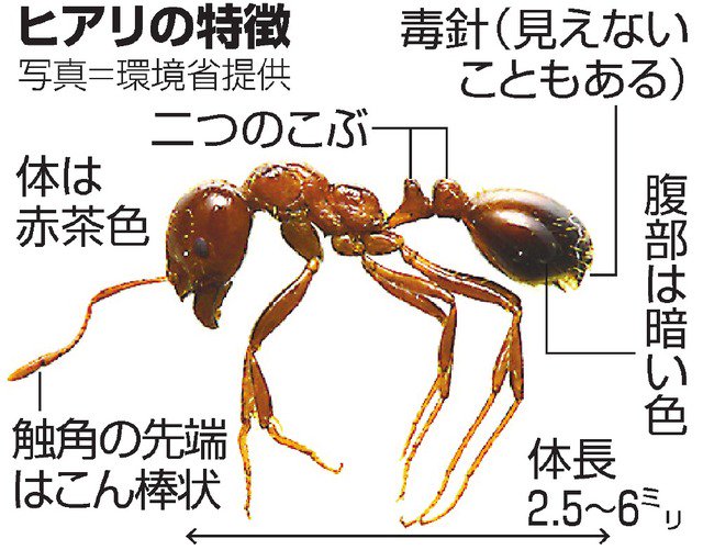 蟻に噛まれたら アリは噛んで刺す チクチク痛みの処置 ネットdeカガク