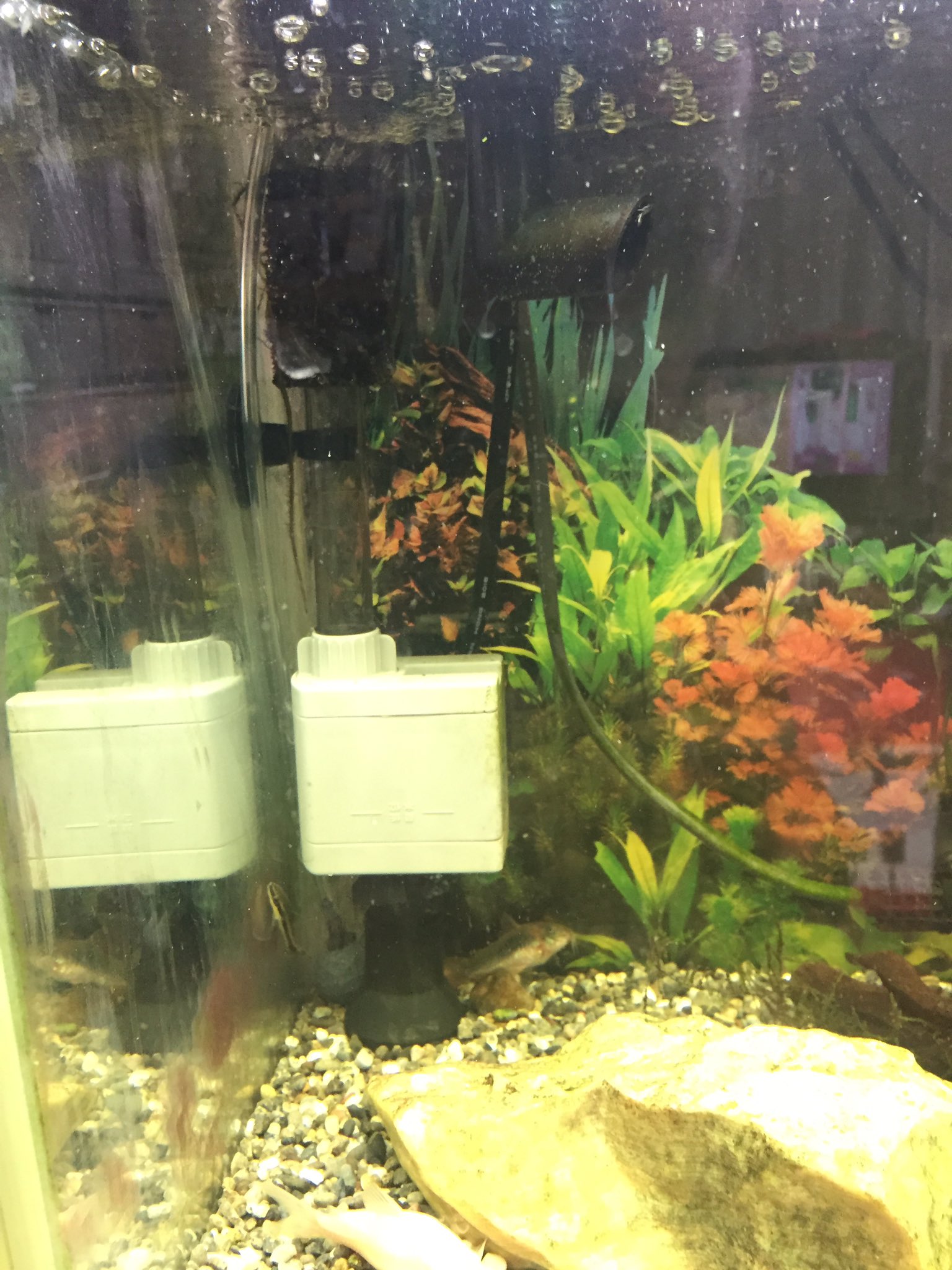 いずもや 金魚 60cm水槽の底面フィルターその後 モーターヘッド出力が強過ぎて タイマー間欠運転していた 底面フィルター だけど ろ過効果が今ひとつな気がして 逆の発想で底面噴き出しにしてみた 工夫したのは吸込み口付近にエアストン置いて 酸素を