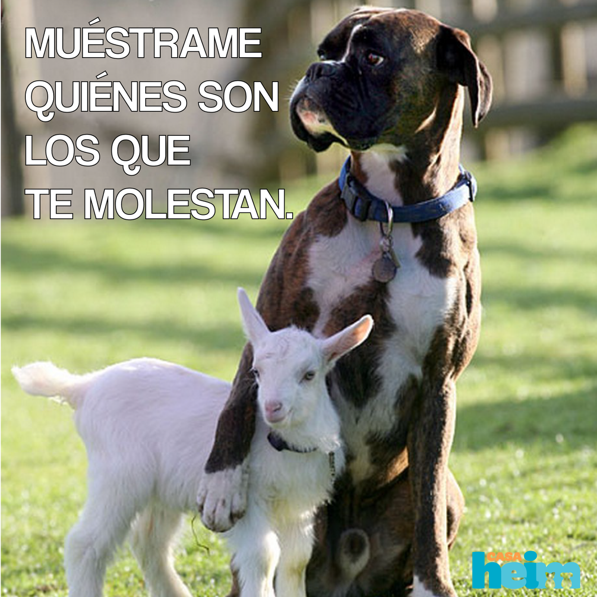 CasaHeim1's tweet photo. Dime quiénes te molestan. https://t.co/qWhaw1xGBG