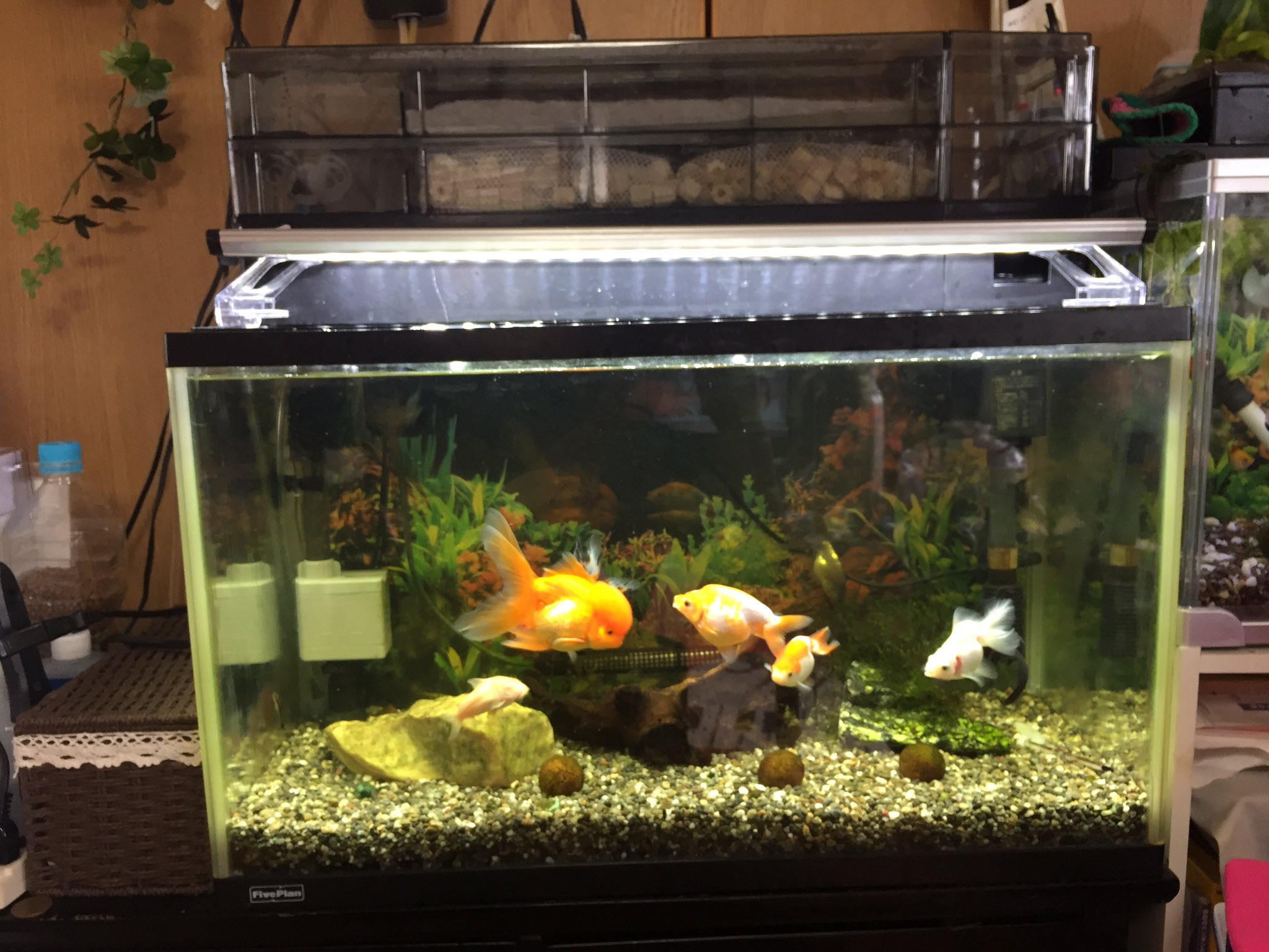 いずもや 金魚 60cm水槽の底面フィルターその後 モーターヘッド出力が強過ぎて タイマー間欠運転していた 底面フィルター だけど ろ過効果が今ひとつな気がして 逆の発想で底面噴き出しにしてみた 工夫したのは吸込み口付近にエアストン置いて 酸素を
