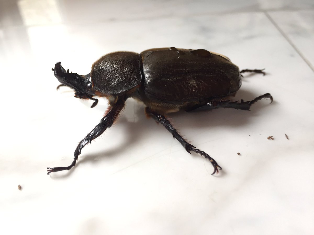 カブトムシ　55㎜　雌雄モザイク カブトムシ55㎜雌雄モザイク