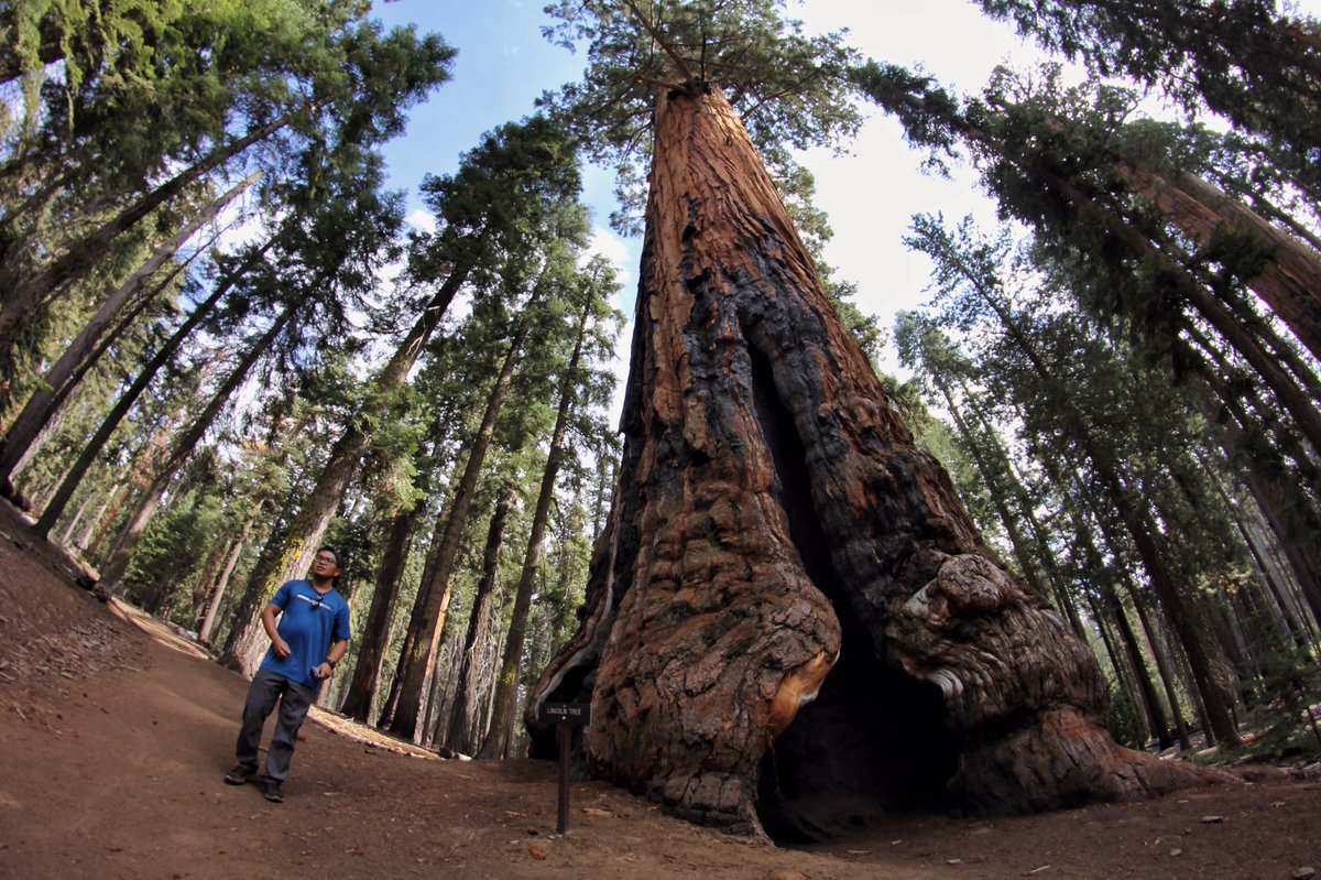 ChrisStaxo's tweet photo. Throwbacks from my first sequoia trip https://t.co/VtaP83zj9d