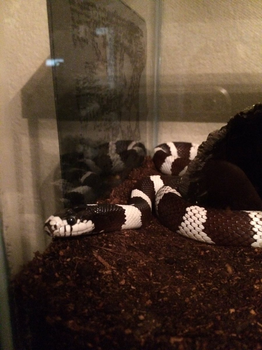 Axialmatt's tweet photo. Rescued this little guy from a tight spot today. I guess he lives with me now. Say hello to "Liquid" the snake https://t.co/slTfCxVy79