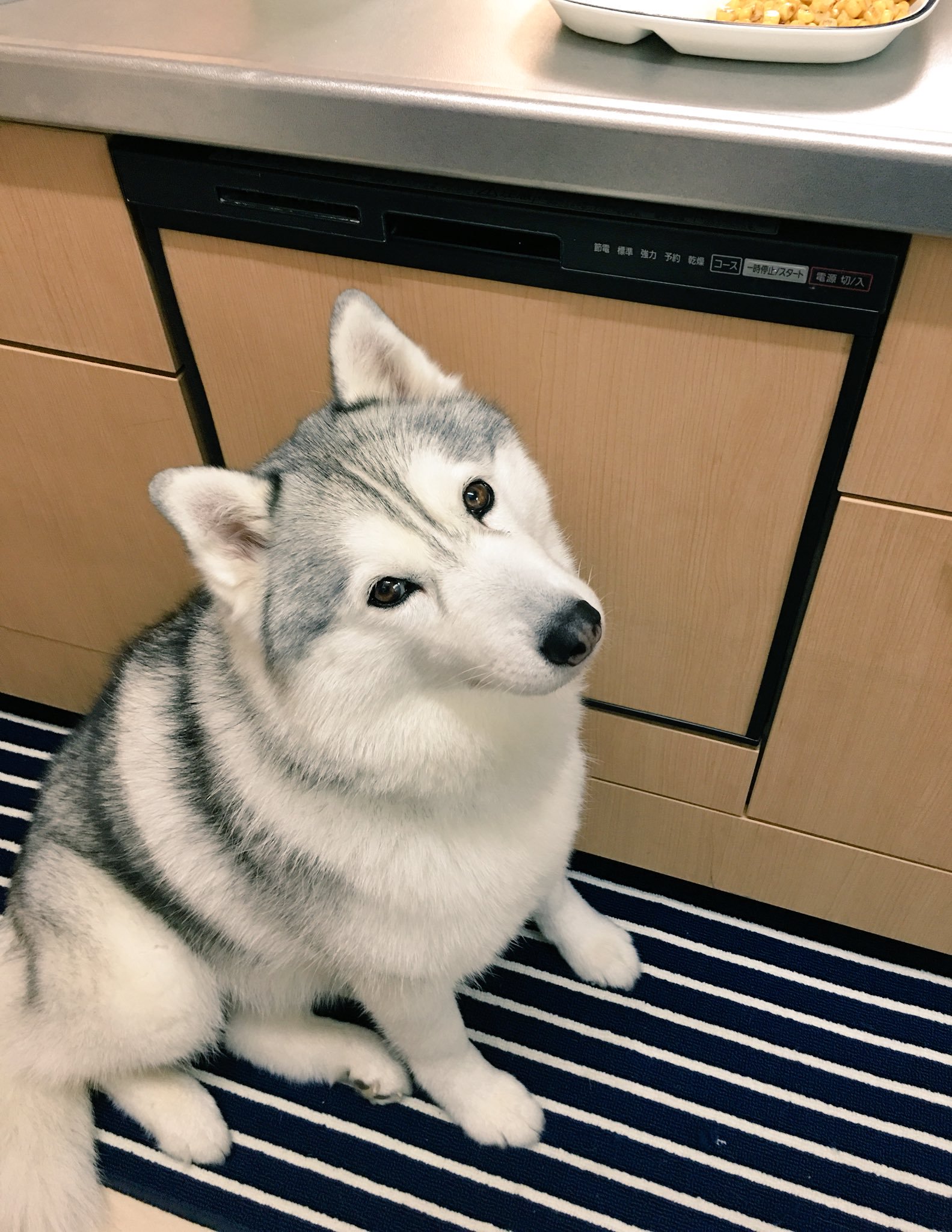 見てて癒される犬画像 動画 Dogvideo Gensen Twitter