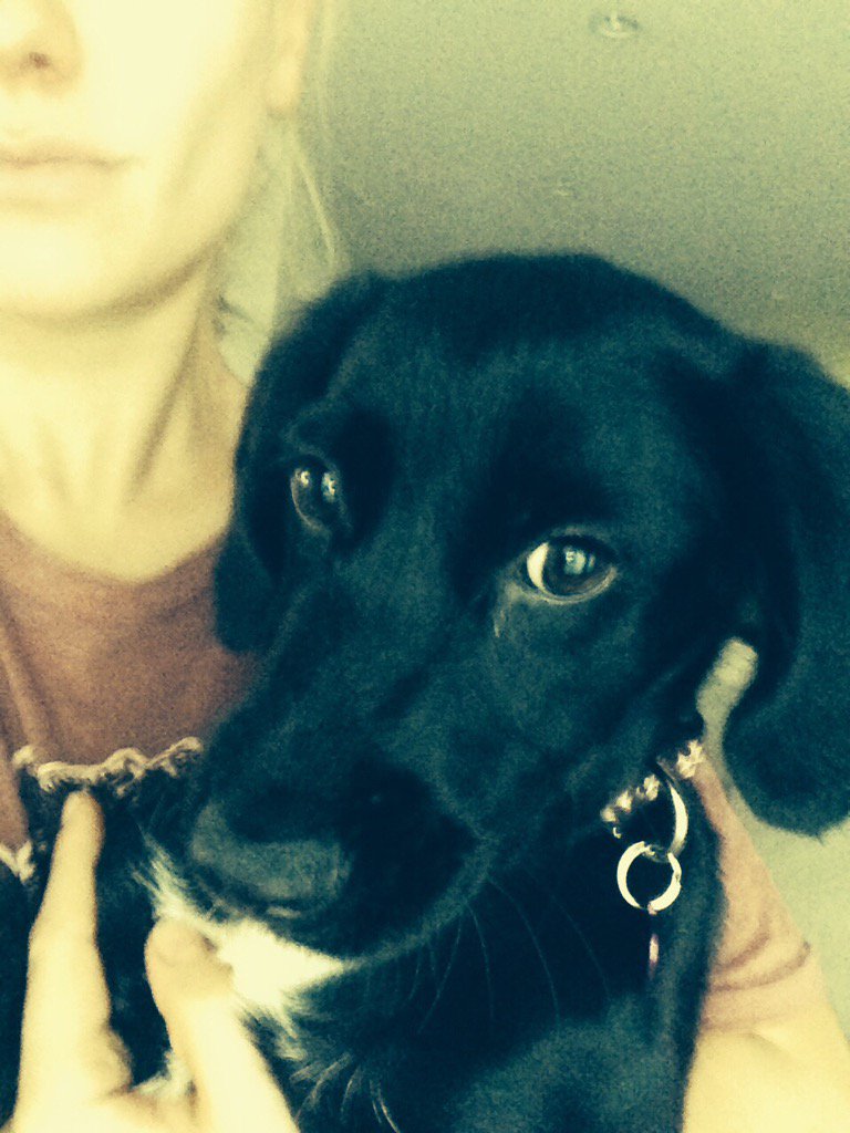 STILL MISSING contacted #ojai #Police #ventura animal control it's after hours, so can't help we Have chip info avail