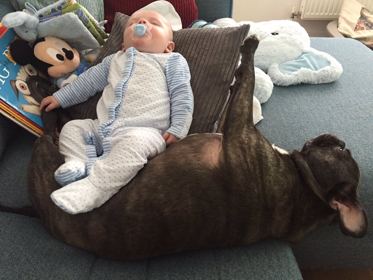 VegasThePug's tweet photo. That's better-Bear you sit on Axl and I'll be on the funky rocking chair!!! #Chillin https://t.co/wtgeIyGqun