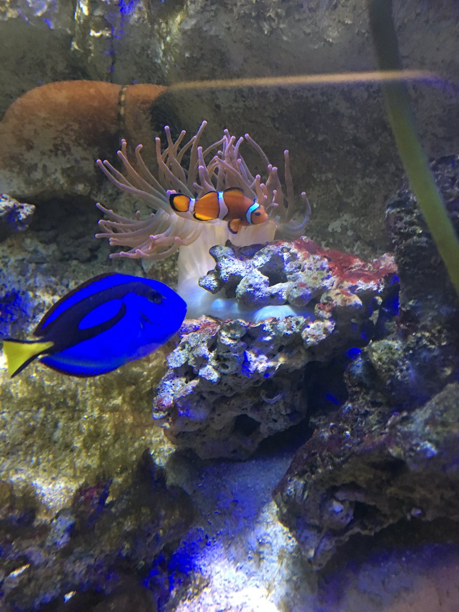 chris_jonsey's tweet photo. Found them.... your move Disney @Eluned92 @SteveJonsey #foundnemo #founddory https://t.co/1VRQYPhzDb