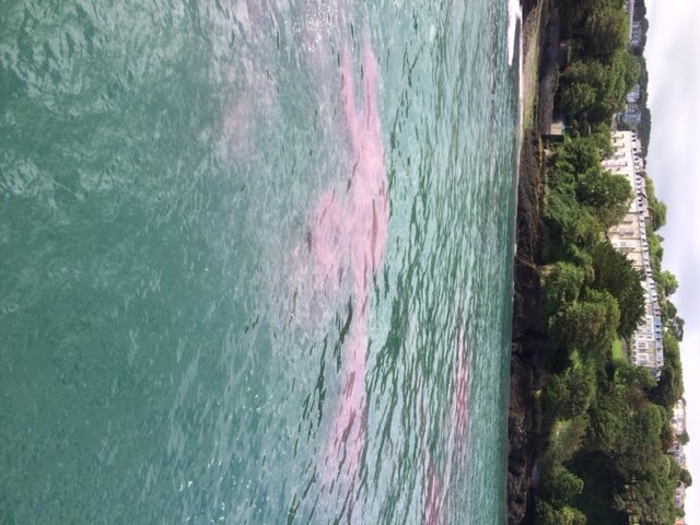 Ilfracombe Harbour tweet media