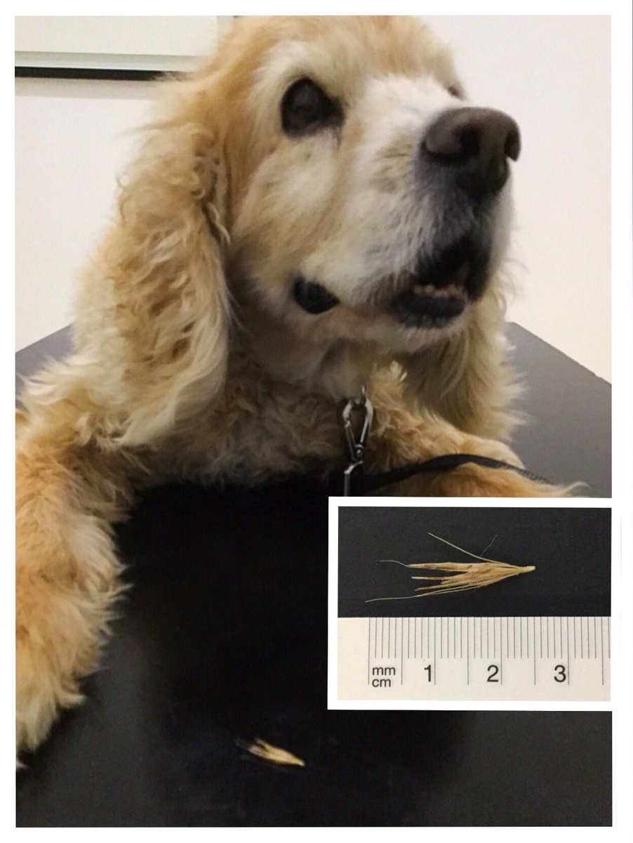 Pablo was very brave and let our vet Matt pull out a nasty grass seed out of his ear! #checkdogsearsandpaws #grassseedseason #dogoftheday