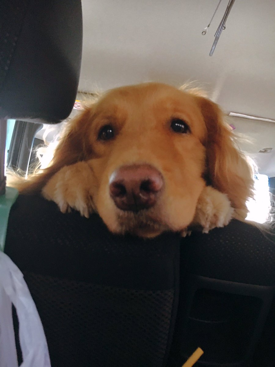 tamago_321's tweet photo. お出かけ〜🐶🐾 https://t.co/ZF8NjQ7Pgr