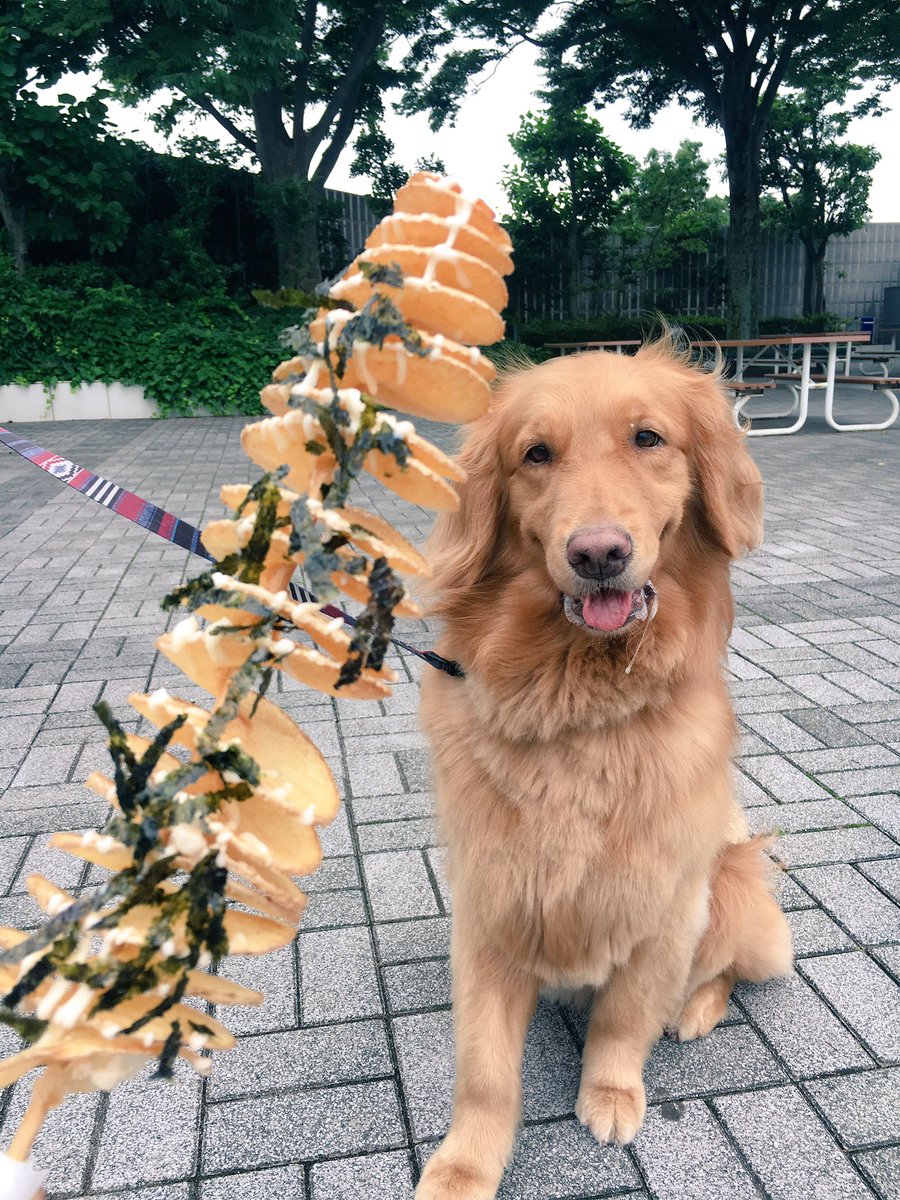 tamago_321's tweet photo. お出かけ〜🐶🐾 https://t.co/ZF8NjQ7Pgr