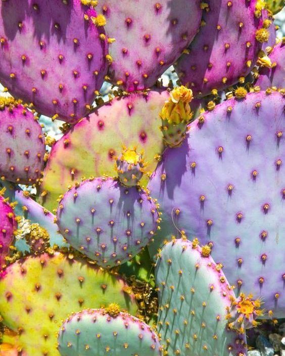 #colors #design Reposting <a href="/maloka/">maloka</a>.pt:
colour inspiration 🌵💛🌸