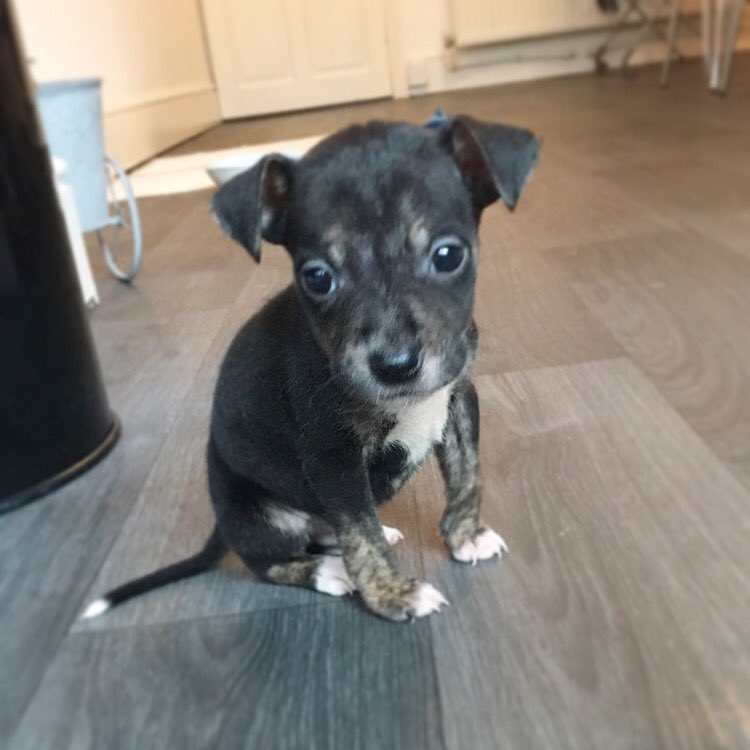 BeckyHewitt22's tweet photo. Everyone Meet Dexter! ๐ถ๐พ๐@BHWT10 #puppie #love #2becomes3 https://t.co/XlHKK9fnsc