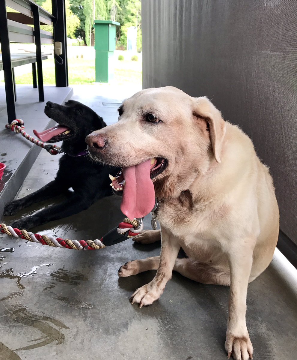 ivanjonloh's tweet photo. These 2 girls are behind my inspiration for @PetWidget #Saturdays #TonguesOut #PetWidgetFTW #MadLove https://t.co/DA9DWcDZSA