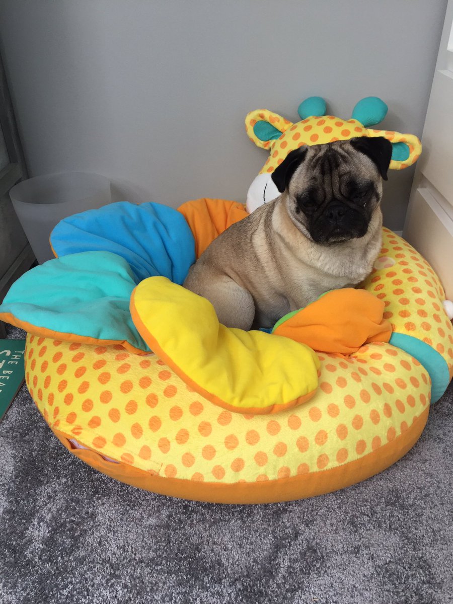 VegasThePug's tweet photo. I love all the new seats Mam got for me! Only problem is that Baby Bear keeps sitting in them too!! 🐻🐶 #LittleBrotherProblems https://t.co/RsWRXJuFdL